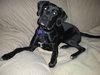 Rose - ADOPTED