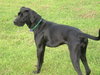 Rose - ADOPTED