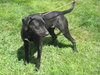 Rose - ADOPTED