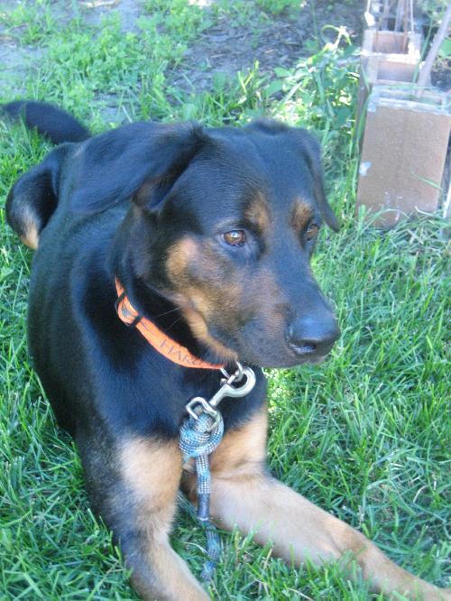Dino - ADOPTED 10.14.10
