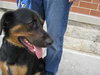 Dino - ADOPTED 10.14.10