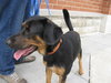 Dino - ADOPTED 10.14.10