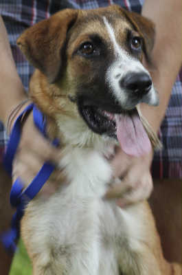 Flower-ADOPTED