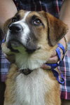 Flower-ADOPTED