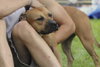 Ruby - ADOPTED 7.16.10