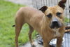 Ruby - ADOPTED 7.16.10