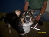 Kruz-ADOPTED