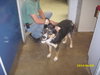 Kruz-ADOPTED