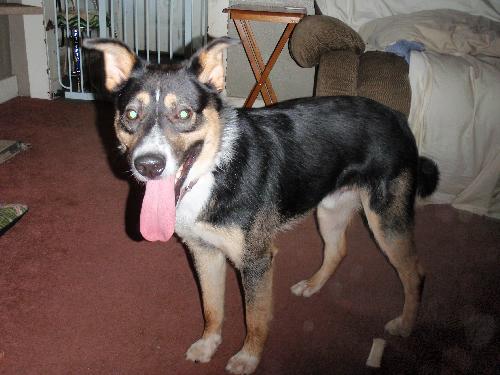 Kruz-ADOPTED