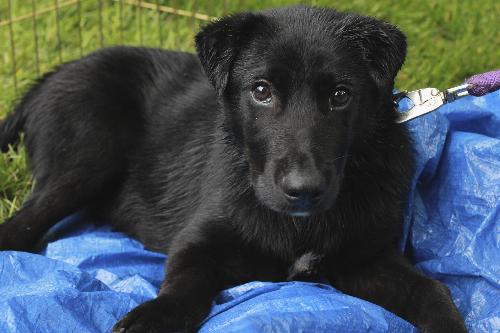 McBain-ADOPTED