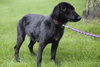 McBain-ADOPTED