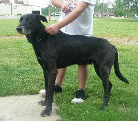 Max-ADOPTED