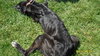 Max-ADOPTED