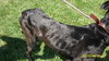 Max-ADOPTED
