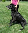 Max-ADOPTED