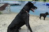 Max-ADOPTED
