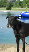 Max-ADOPTED
