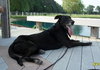 Max-ADOPTED