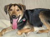 Sheplee-ADOPTED