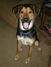 Sheplee-ADOPTED