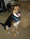 Sheplee-ADOPTED
