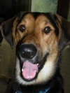 Sheplee-ADOPTED