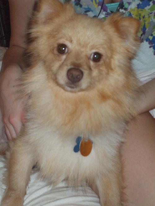 Tiny - ADOPTED 04.01.11
