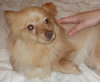 Tiny - ADOPTED 04.01.11