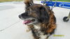 MaryLou-ADOPTED