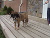 MaryLou-ADOPTED