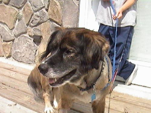 MaryLou-ADOPTED