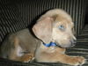 Ac litter-Spock-ADOPTED-11.5.10