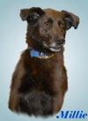Millie-Lucky Girl!--PENDING