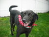 Millie-Lucky Girl!--PENDING