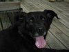 Millie-Lucky Girl!--PENDING