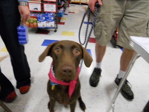 Rosie-ADOPTED