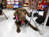 Rosie-ADOPTED