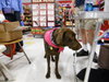 Rosie-ADOPTED