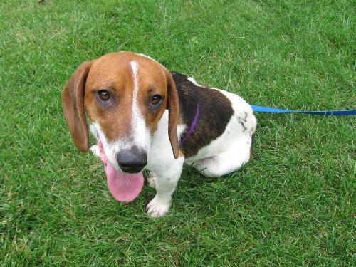 Robby-ADOPTED
