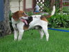 Robby-ADOPTED