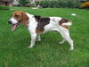 Robby-ADOPTED