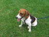Robby-ADOPTED