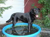 Bismark-ADOPTED-10.9.10
