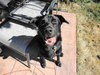 Bismark-ADOPTED-10.9.10