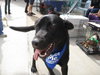 Bismark-ADOPTED-10.9.10
