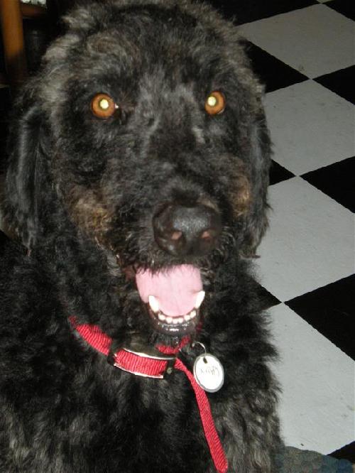 Scrappy-ADOPTED