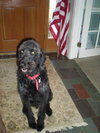 Scrappy-ADOPTED
