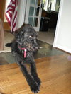 Scrappy-ADOPTED