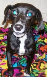 Tinkerbelle-ADOPTED