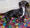 Tinkerbelle-ADOPTED
